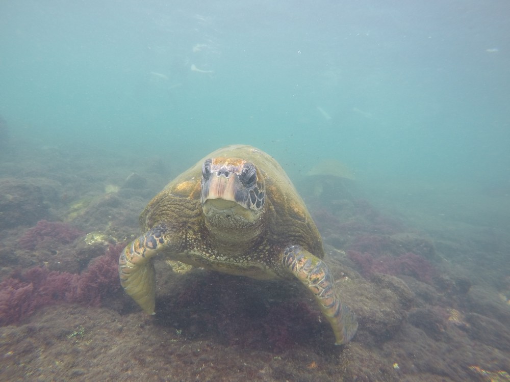 DCIM100GOPROGOPR1007.