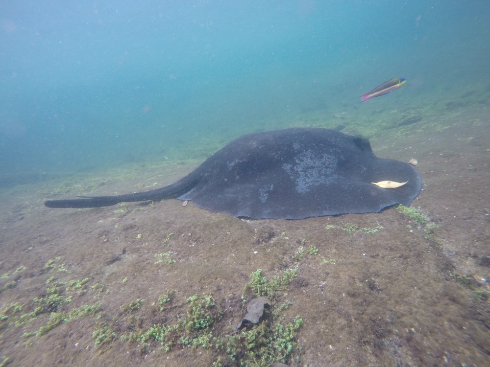 DCIM100GOPROGOPR0911.