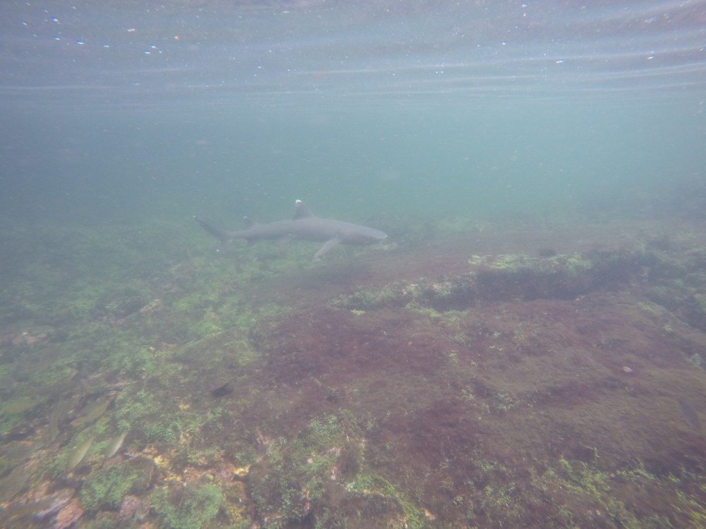 DCIM100GOPROGOPR0932.